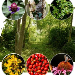 Permanent Publications Shrub Gardening Kindle eBook 608 Pages-0